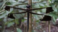 Tetracanthagyna plagiata