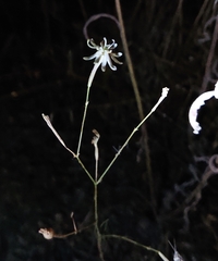 Silene portensis