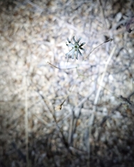 Silene portensis