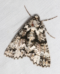 Lophosigna catasticta