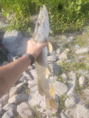 Esox lucius
