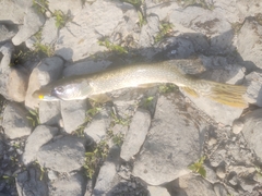Esox lucius