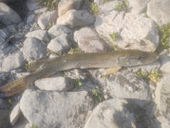 Esox lucius