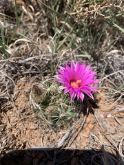 Mammillaria wrightii wrightii