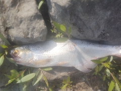 Hiodon alosoides