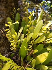 Stelis greenwoodii