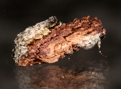 Parerastria castaneata