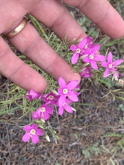 Zeltnera beyrichii