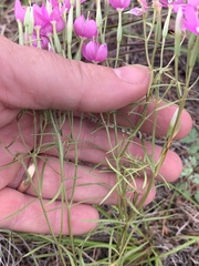 Zeltnera beyrichii