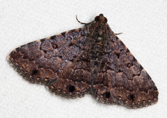 Diatenes aglossoides