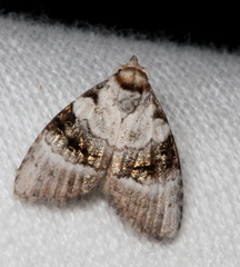 Acatapaustus metallopa