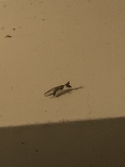 Dicromantispa interrupta