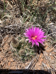 Mammillaria wrightii wrightii