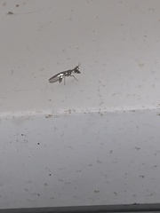 Dicromantispa interrupta