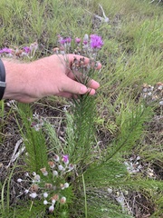 Vernonia lindheimeri