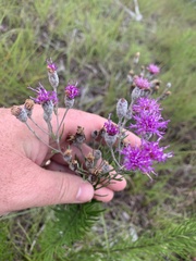 Vernonia lindheimeri
