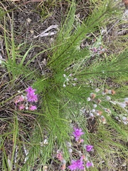 Vernonia lindheimeri