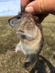 Dicrostonyx groenlandicus
