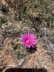 Mammillaria wrightii wrightii