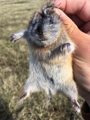 Dicrostonyx groenlandicus