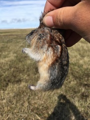 Dicrostonyx groenlandicus