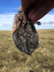 Dicrostonyx groenlandicus