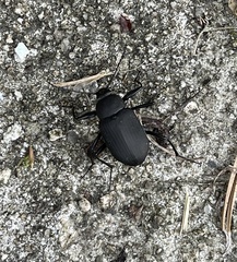 Plesiophthalmus davidis