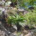 Agave chazaroi - Photo (c) Pablo Carrillo-Reyes, μερικά δικαιώματα διατηρούνται (CC BY-NC), uploaded by Pablo Carrillo-Reyes