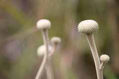 Chresta sphaerocephala