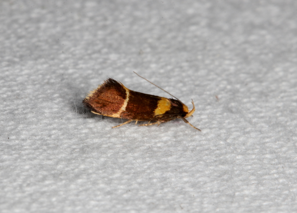Eulechria psilopla
