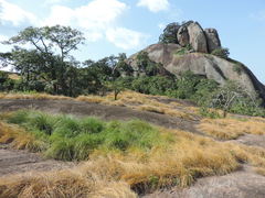 Afrotrilepis pilosa