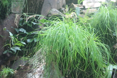 Afrotrilepis pilosa