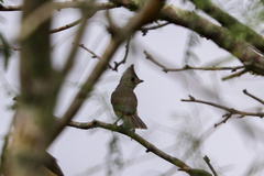 Baeolophus atricristatus