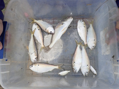 Leiostomus xanthurus