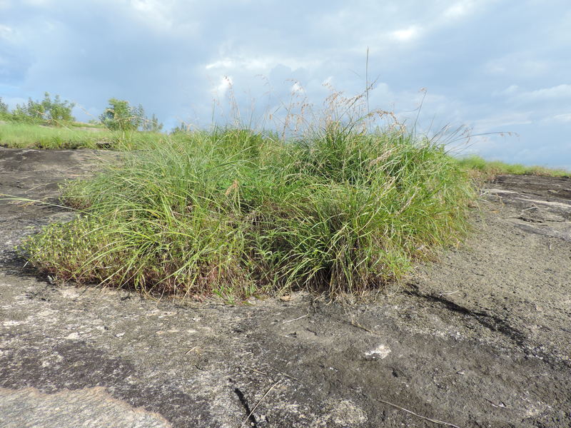 Afrotrilepis pilosa