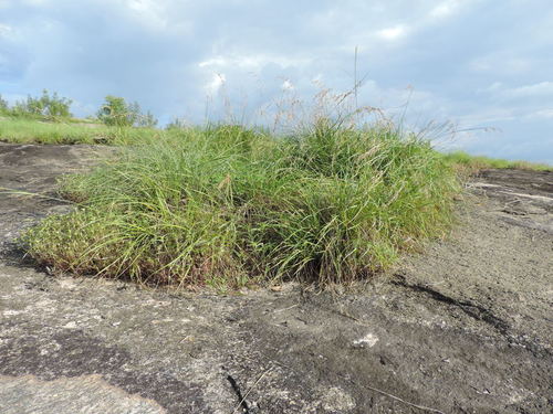 Afrotrilepis pilosa