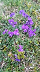 Viola calcarata