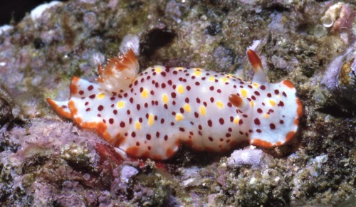 Norris' Chromodorid
