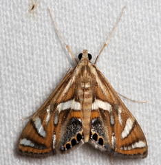 Margarosticha euprepialis