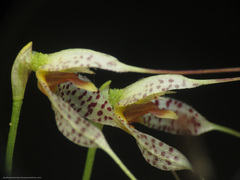 Masdevallia picturata