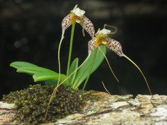 Masdevallia picturata
