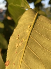 Caryomyia inflata