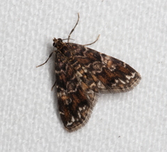 Elophila responsalis