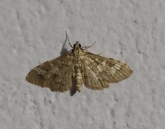 Diacme elealis