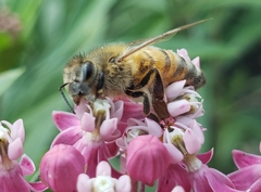 Apis mellifera