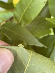 Caryomyia inflata