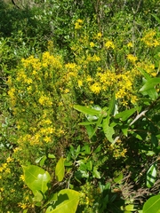 Hypericum tenuifolium
