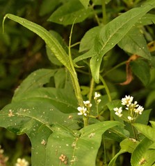 Persicaria arifolia