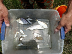 Leiostomus xanthurus