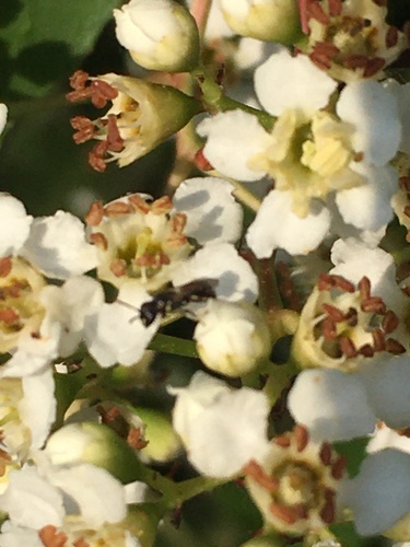 iNaturalist observation photo of Masked Bees